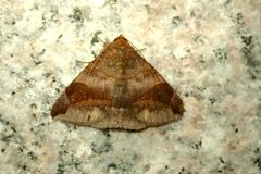 Bastilla amygdalis