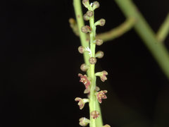 Leptomeria acida
