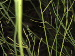 Leptomeria acida