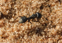Camponotus micans