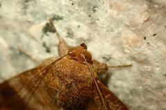 Bastilla amygdalis