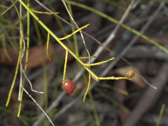 Leptomeria acida