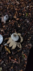 Geastrum