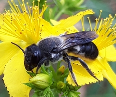 Megachile lucidiventris