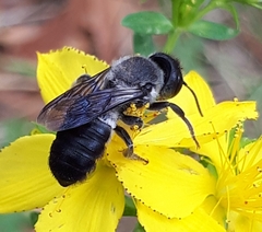 Megachile lucidiventris