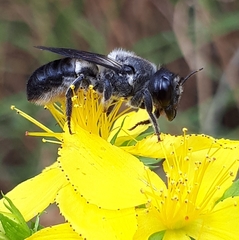 Megachile lucidiventris