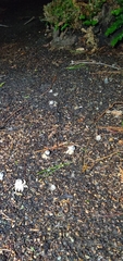 Geastrum