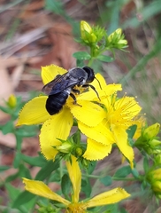 Megachile lucidiventris