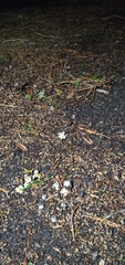 Geastrum