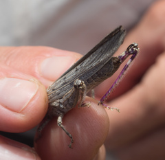 Coryphistes interioris