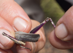 Coryphistes interioris