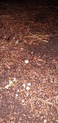Geastrum