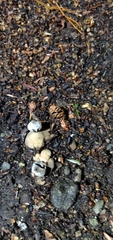 Geastrum