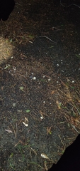 Geastrum