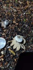 Geastrum