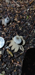 Geastrum