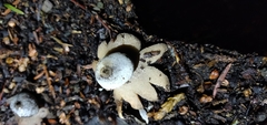 Geastrum