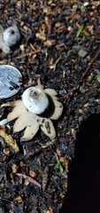 Geastrum