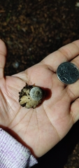 Geastrum