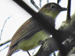 Chlorocichla flaviventris