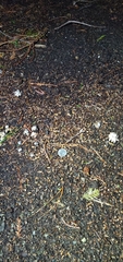 Geastrum