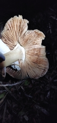 Volvopluteus gloiocephalus