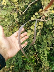 Dolichandrone