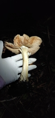 Volvopluteus gloiocephalus