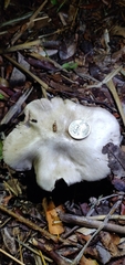 Volvopluteus gloiocephalus