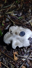 Volvopluteus gloiocephalus