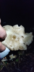 Volvopluteus gloiocephalus
