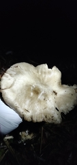 Volvopluteus gloiocephalus