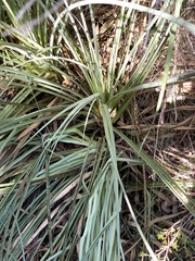 Reedia spathacea