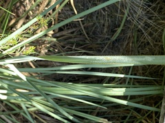 Reedia spathacea