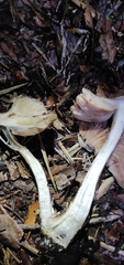 Volvopluteus gloiocephalus
