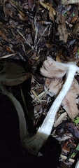 Volvopluteus gloiocephalus
