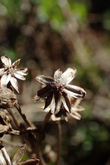 Traversia baccharoides