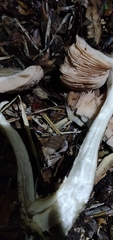 Volvopluteus gloiocephalus