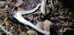 Volvopluteus gloiocephalus