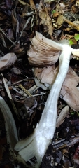 Volvopluteus gloiocephalus