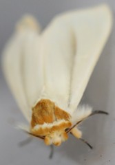 Phiala