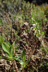 Traversia baccharoides