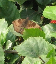 Euthalia aconthea