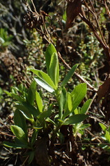 Traversia baccharoides