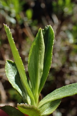 Traversia baccharoides