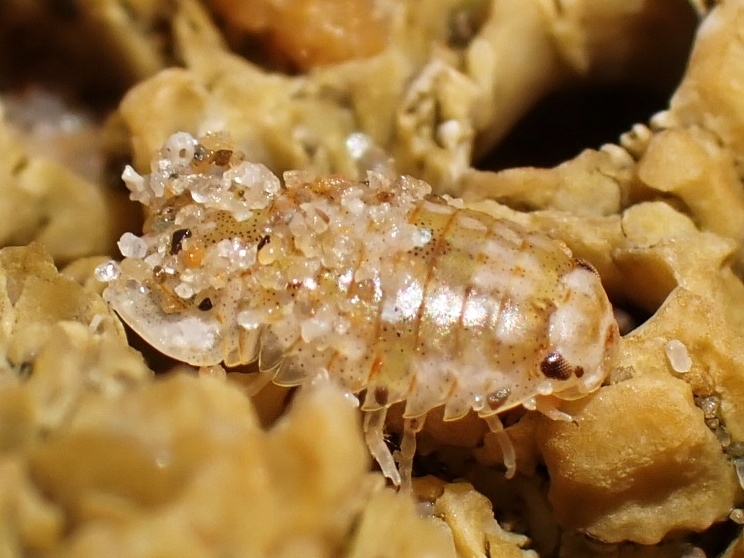 Variegated Spherical Isopod