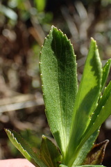 Traversia baccharoides
