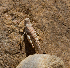 Sphingonotus erythropterus