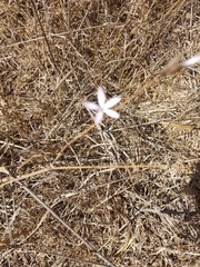 Dianthus strictus