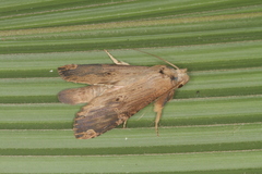 Nystalea ebalea